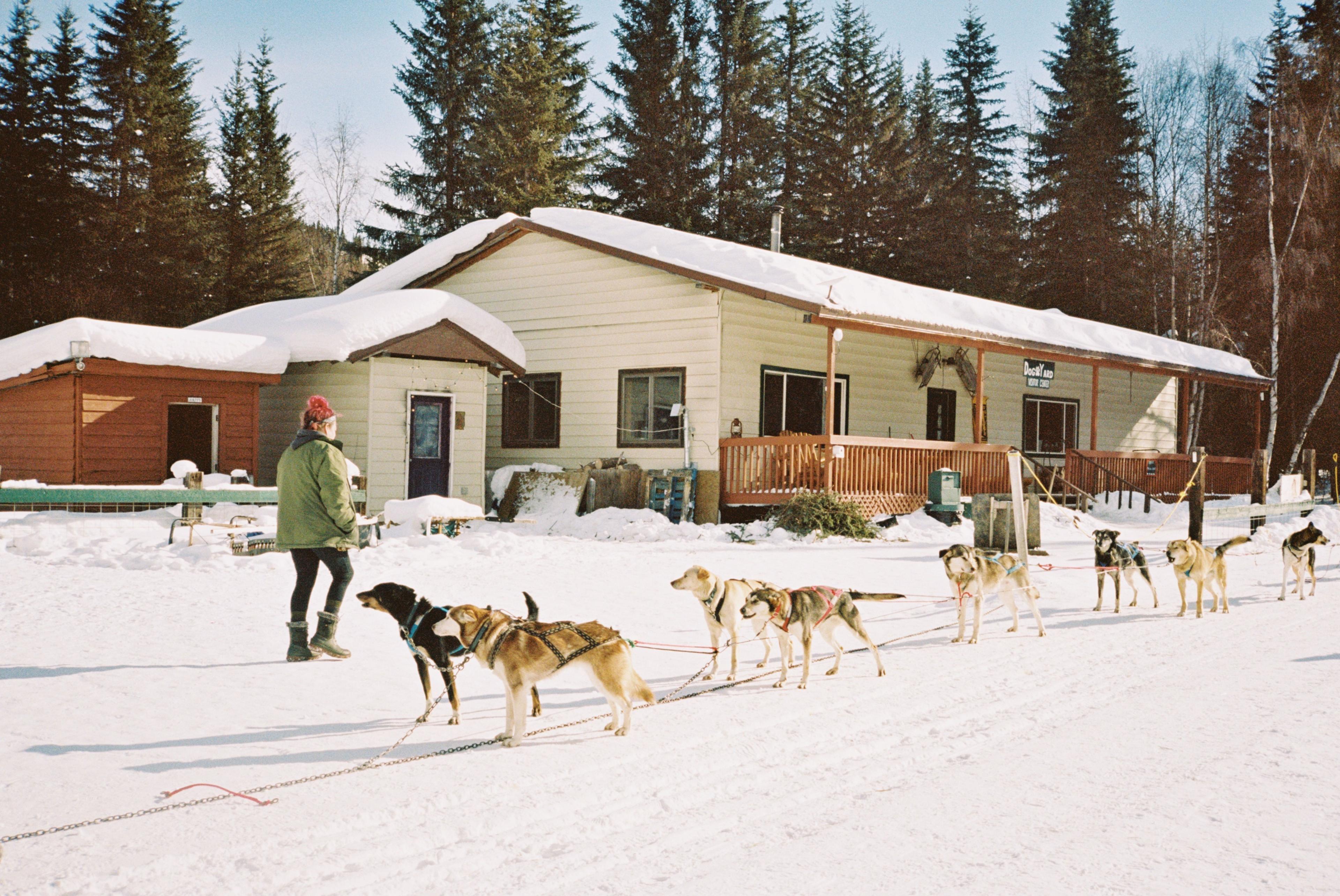 Alaskan huskies in the snow captured on Kodak Portra 400 & Contax T3